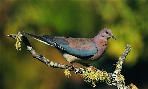 鸟为什么吃小鸟拉出的东西（为什么小鸟吃了就拉）