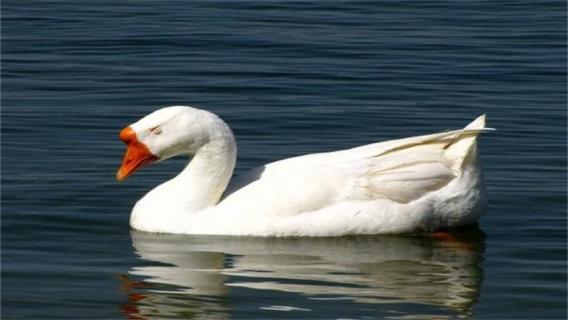 白鹅会飞吗 白鹅会飞吗?