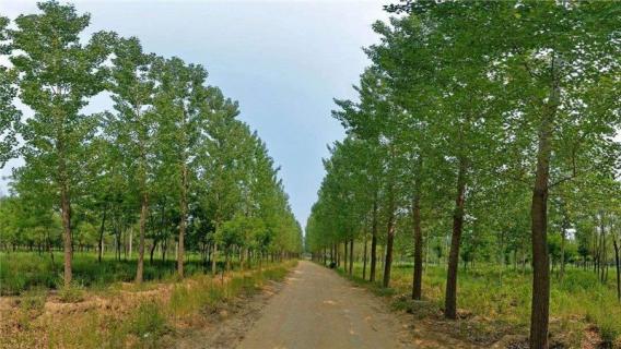 杨树冬季可以施肥吗 杨树冬天可以施肥吗