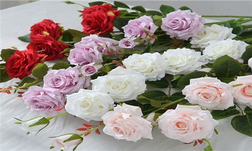 插月季枝生根的小窍门 插月季枝生根的小窍门图片