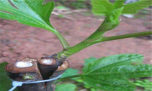 无花果主干能嫁接什么果树（无花果主干能嫁接什么果树苗）