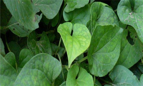 鱼腥草几月份发芽（鱼腥草几月份发芽出苗）