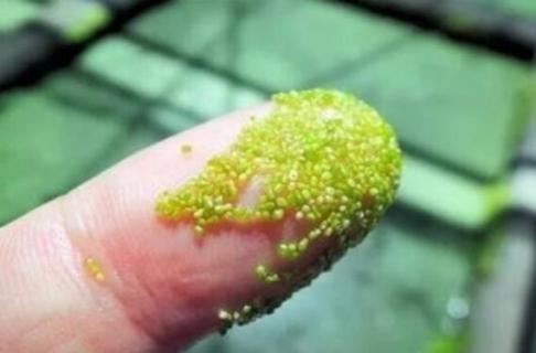 无根萍是什么类植物（无根萍是什么类植物的花）