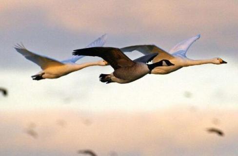 大雁晚上飞靠什么导航 大雁晚上飞行用什么导航