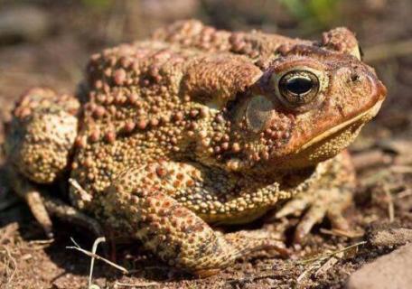 癞蛤蟆有毒吗（癞蛤蟆能吃吗）