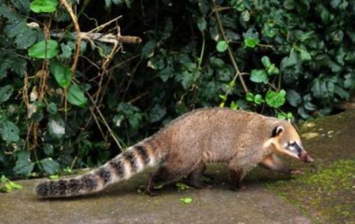獾和果子狸有什么区别（獾子和果子狸的区别）