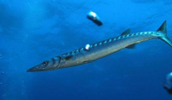 梭鱼是什么鱼（梭鱼是什么鱼?）