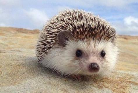刺猬冬眠吗 刺猬冬眠吗百科
