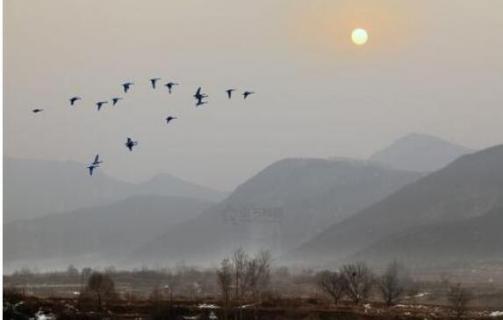 大雁回归是什么季节（大雁回归是什么季节的鸟）