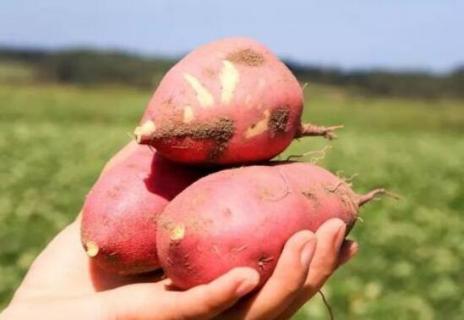 地瓜属于什么类 土豆地瓜属于什么类