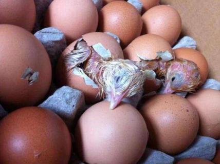 鸡蛋怎么变成小鸡 我的世界鸡蛋怎么变成小鸡