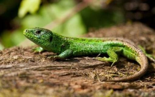 蜥蜴是否有牙齿（蜥蜴是否有牙齿是否有脊柱体温是否恒定）