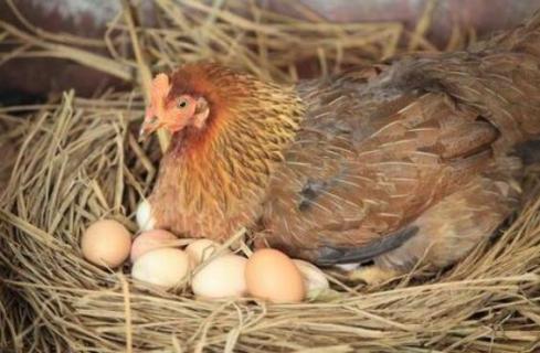 吃什么药让母鸡抱窝 吃什么药让母鸡抱窝呢