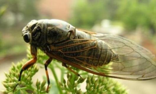 知了外形特征 知了外形特征图片