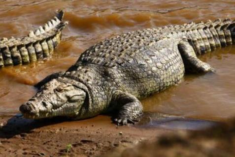 鳄鱼属于什么动物（鳄鱼属于什么动物?）