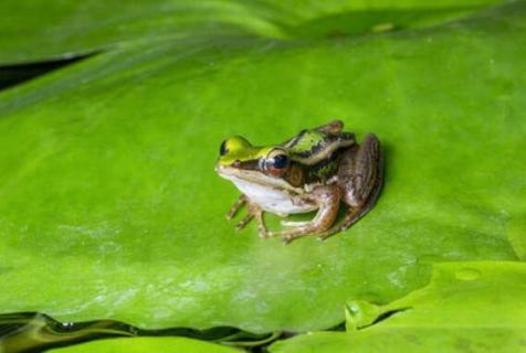 青蛙是用什么呼吸的 青蛙是用什么呼吸的英文