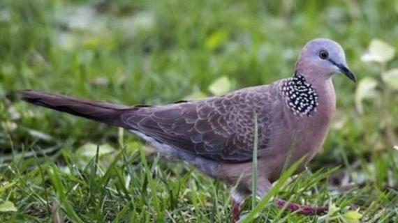 斑鸠喜欢吃什么食物 斑鸠最喜欢吃什么食物