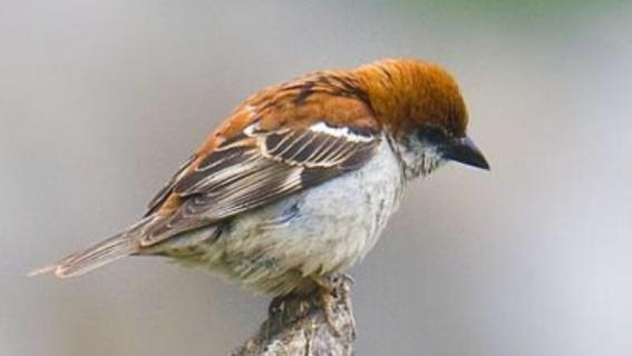 山麻雀吃什么（山麻雀吃什么虫子）