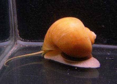 黄金螺吃什么 黄金螺吃什么蔬菜