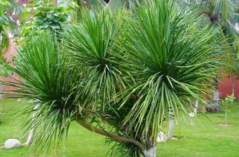 龙血树怎么修剪 龙血树怎么修剪叶子