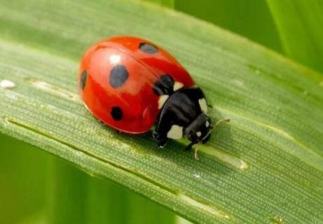 瓢虫吃什么（瓢虫吃什么蔬菜）