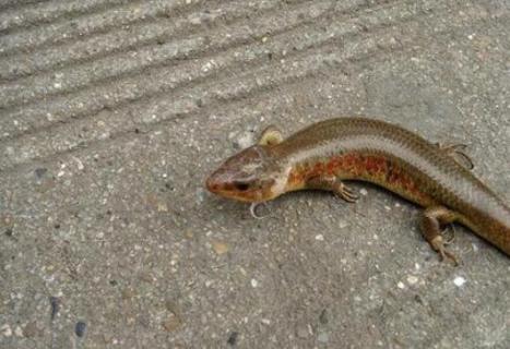 四脚蛇吃什么食物 四脚蛇吃什么食物长大的