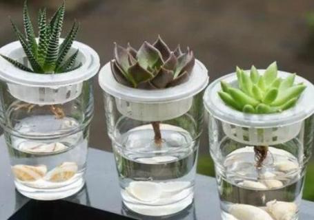 多肉换盆浇透后怎么补救（多肉换完盆后需要浇透吗）