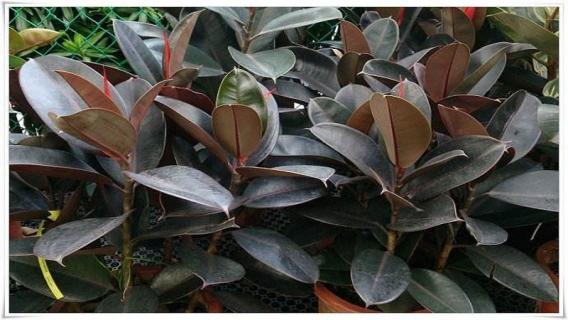 橡皮树叶子卷怎么补救（橡皮树叶子向后卷曲怎么办）