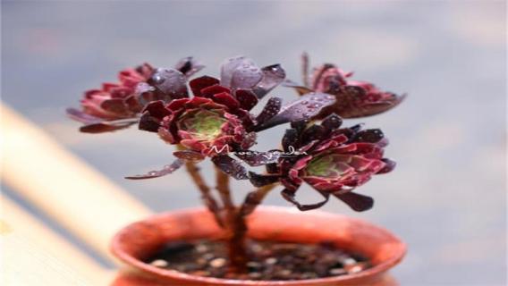 多肉法师用什么肥料（多肉法师用什么肥料好）