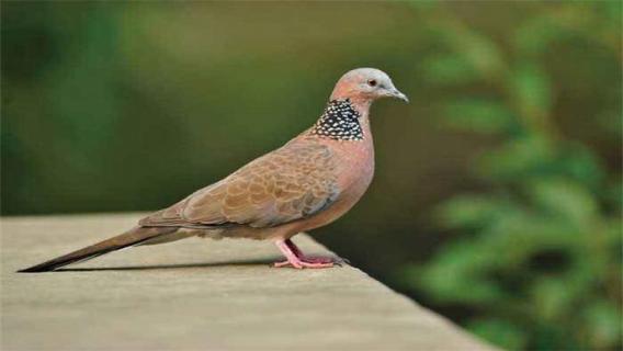 珠颈斑鸠吃什么（珠颈斑鸠吃什么食物）