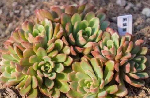 多肉变软是怎么回事 多肉变软了