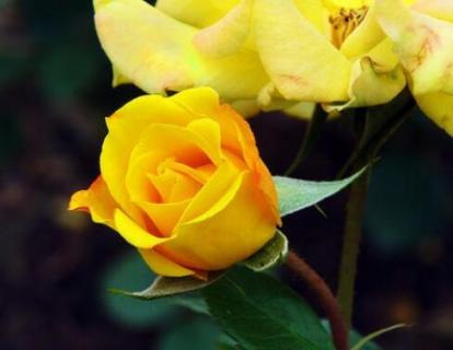 月季花苞垂头是什么原因 月季花苞垂头是缺水吗