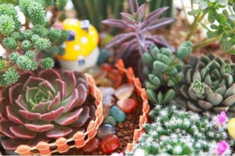 多肉叶片发霉用什么药 多肉叶片发霉怎么回事