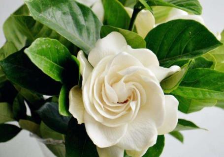 栀子花苞发黄掉了怎么办（栀子花苞发黄掉了怎么办呢）