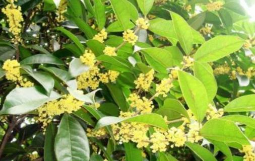 桂花树移栽要注意什么 盆栽桂花树移栽要注意什么