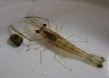 草虾吃什么 草虾吃什么东西