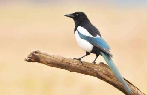 喜鹊幼鸟吃什么食物（喜鹊幼鸟吃什么食物最好）