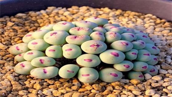 口笛多肉几月份脱皮 口笛多肉几月份开花