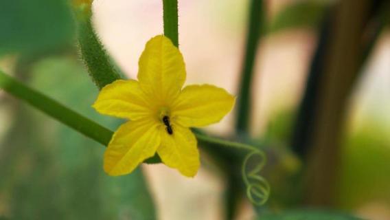 黄瓜很小就开花怎么办（黄瓜很小就开花怎么办视频）