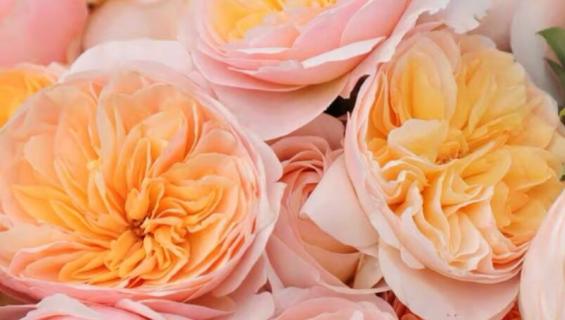 盆栽月季养殖方法和注意事项（盆栽月季养殖方法和注意事项有哪些）