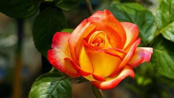 双色月季有哪些品种（双色月季有哪些品种图片）