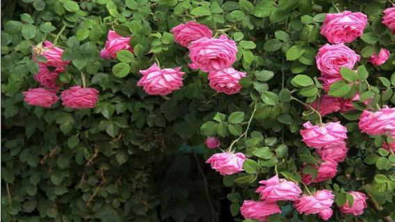 月季花栽培和种植方法 月季花的栽培方法