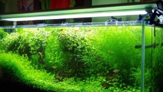 绿斑藻清除方法（绿斑藻清除方法 苹果螺）