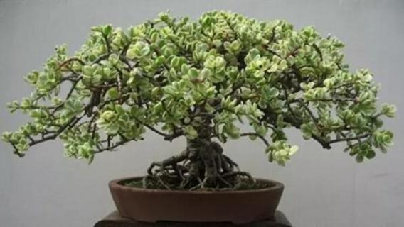 金枝玉叶有毒吗能在家养(金枝玉叶有毒吗能放室内吗)