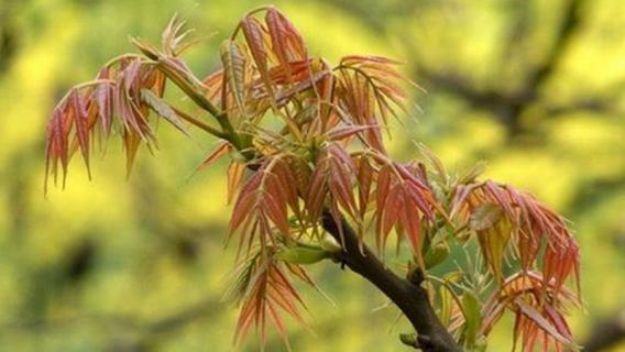 家里为什么不种香椿树（为什么家里不能种香椿树）