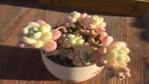 洛神和劳尔是一个品种吗 洛神 劳尔