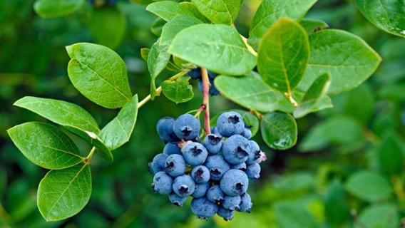 蓝莓什么时候采摘 蓝莓什么时候采摘结束