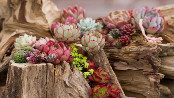 多肉植物发黄补救方法（多肉植物发黄补救方法图片）