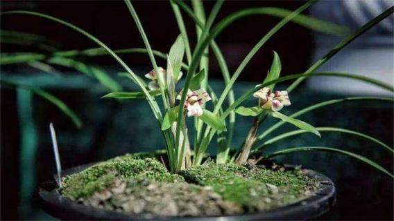 兰花怎么用多菌灵和生根粉 兰花生根粉和灭菌灵同时使用方法