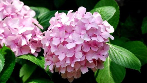 绣球晒了太阳就蔫了怎么救 绣球花一晒太阳就蔫